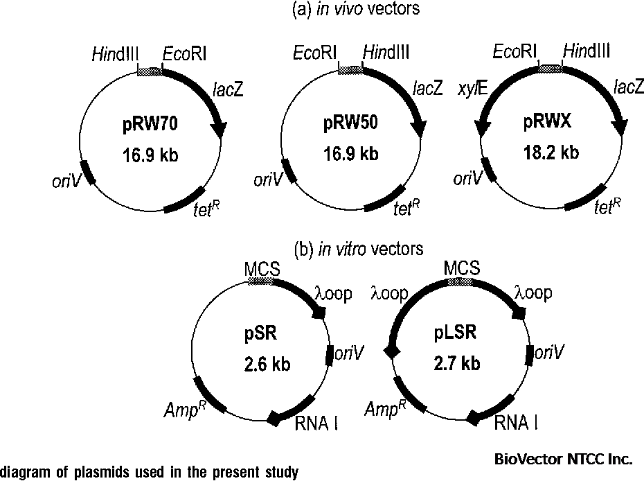 PDF] The Escherichia coli cAMP receptor protein bound at a single target  can activate transcription initiation at divergent promoters:a systematic  study that exploits new promoter probe plasmids. | Semantic Scholar