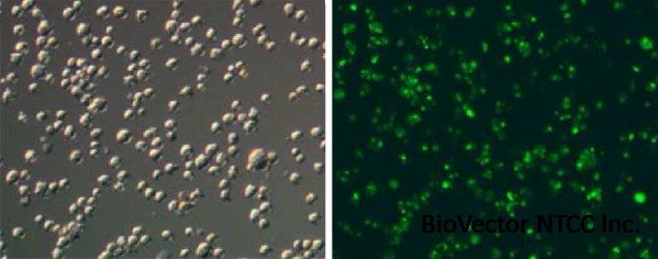 Proliferation of NS0 cells in protein-free medium:The role of cell-derived  proteins, known growth factors and cellular receptors - ScienceDirect