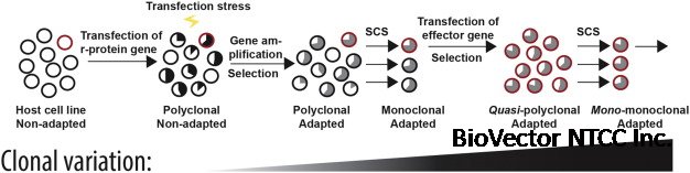 NS0 Cell Line - an overview | ScienceDirect Topics