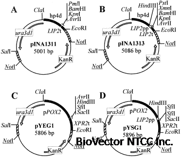 Protein expression and secretion in the yeast Yarrowia lipolytica - ScienceDirect