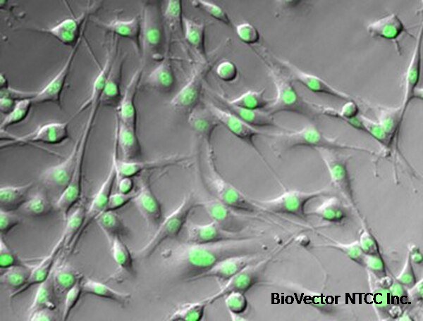 YUMMER1.7-H2B-GFP5 Mouse Melanoma Cell Line | SCC245