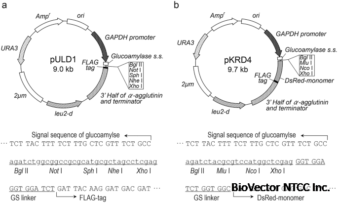 Generation of Arming Yeasts with Active Proteins and Peptides via Cell  Surface Display System:Cell Surface Engineering, Bio-Arming Technology |  SpringerLink