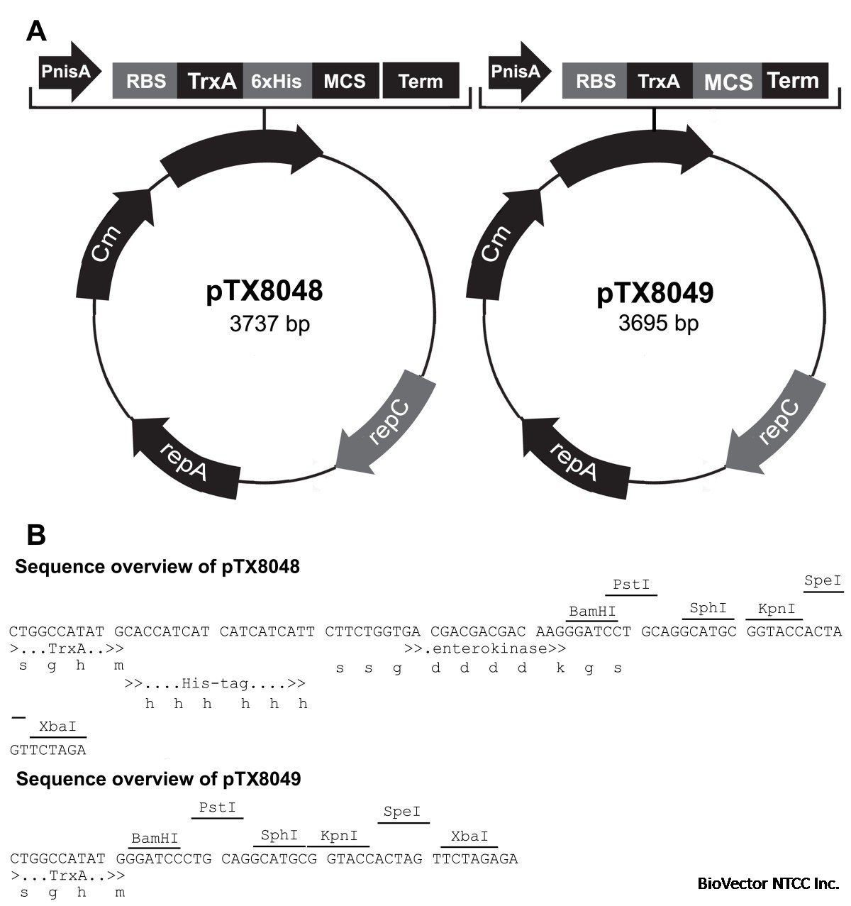 Expanding the molecular toolbox for Lactococcus lactis:construction of an  inducible thioredoxin gene fusion expression system | Microbial Cell  Factories | Full Text