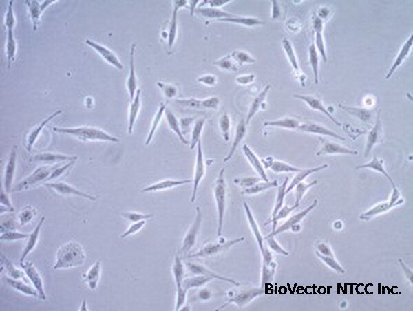 SF295 Human Glioblastoma Cell Line | SCC289