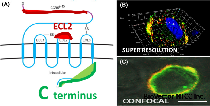 Identifying CCR5 coreceptor populations permissive for HIV-1 entry and productive infection:implications for in vivo studies | Journal of Translational Medicine | Full Text