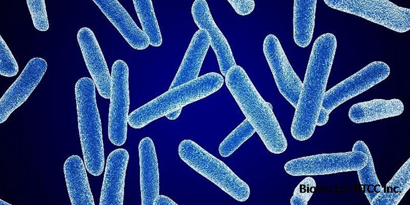 Eubacterium ramulus - Пробиотики Нормофлорины - живые лакто- и бифидобактерии