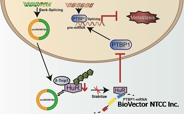 Circular RNA circRHOBTB3 represses metastasis by regulating the HuR-mediated mRNA stability of PTBP1 in colorectal cancer
