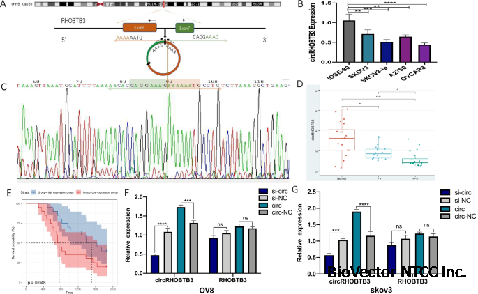 The molecular mechanism of circRHOBTB3 inhibits the proliferation and  invasion of epithelial ovarian cancer by serving as the ceRNA of miR-23a-3p  | Journal of Ovarian Research | Full Text
