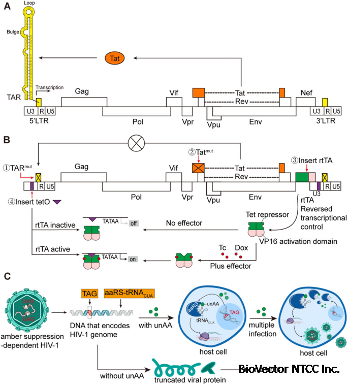 Application Advances of Lentiviral Vectors:From Gene Therapy to Vaccine Development | Molecular Biotechnology
