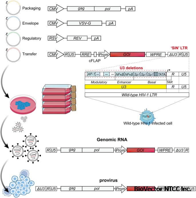 Application Advances of Lentiviral Vectors:From Gene Therapy to Vaccine Development | Molecular Biotechnology