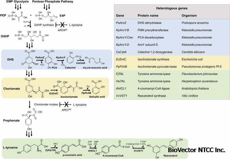 Engineering the oleaginous yeast Yarrowia lipolytica for high-level resveratrol production - ScienceDirect