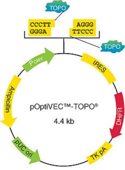 Figure 1 - Map of the pOptiVEC™-TOPO® Kit cloning vector.