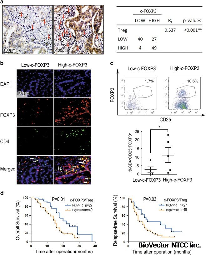 Cancer-FOXP3 directly activated CCL5 to recruit FOXP3+Treg cells in pancreatic ductal adenocarcinoma | Oncogene