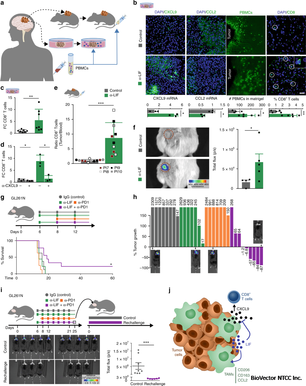 LIF regulates CXCL9 in tumor-associated macrophages and prevents CD8+ T cell tumor-infiltration impairing anti-PD1 therapy | Nature Communications