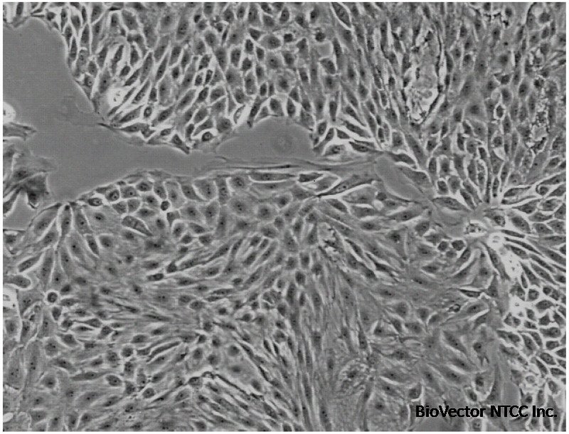 Figure 1, LLC-PK1 Cell Culture - National Cancer Institute's Nanotechnology Characterization Laboratory Assay Cascade Protocols - NCBI Bookshelf
