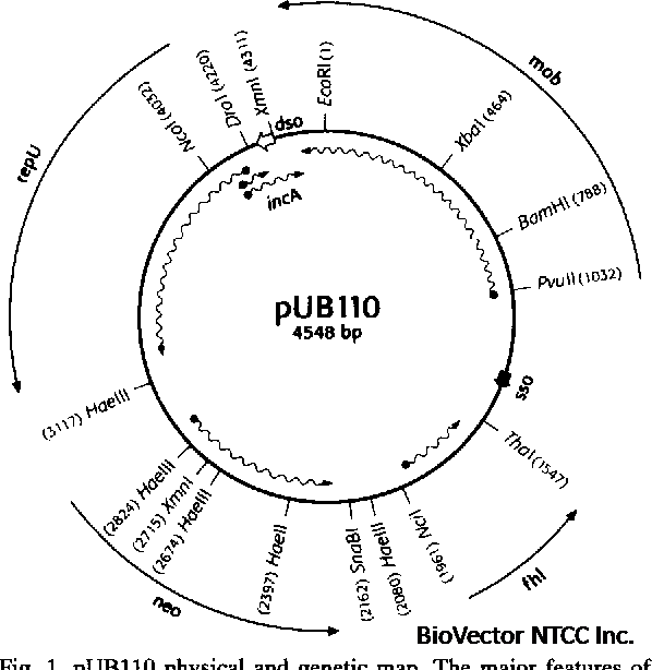 Figure 1 from Plasmid rolling circle replication and its control. | Semantic Scholar