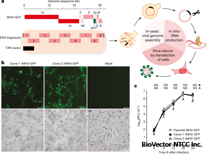 Rapid reconstruction of SARS-CoV-2 using a synthetic genomics platform | Nature