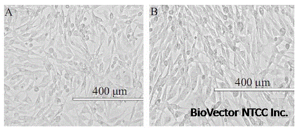 用于培养MDCK细胞系的培养基及其制备方法与流程