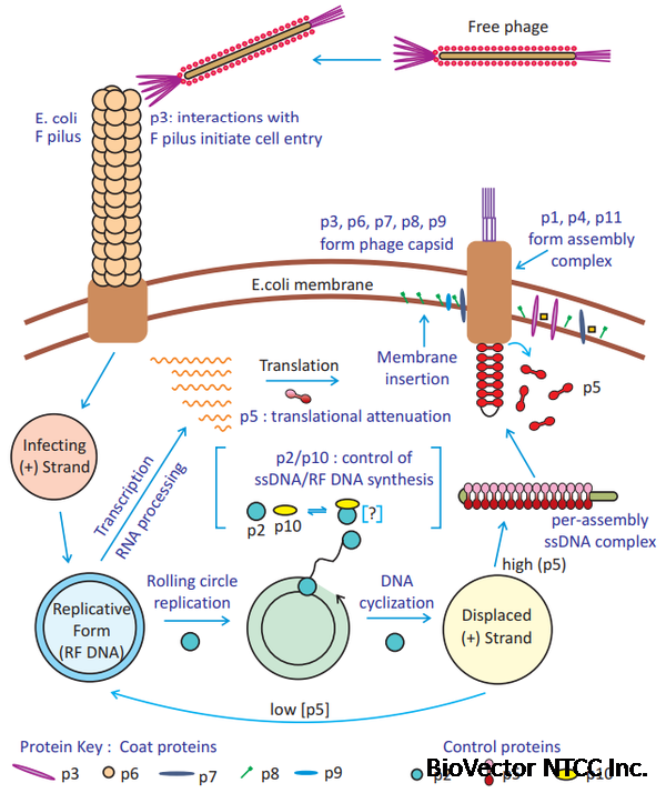 知识库|噬菌体载体与噬菌粒载体 - 知乎