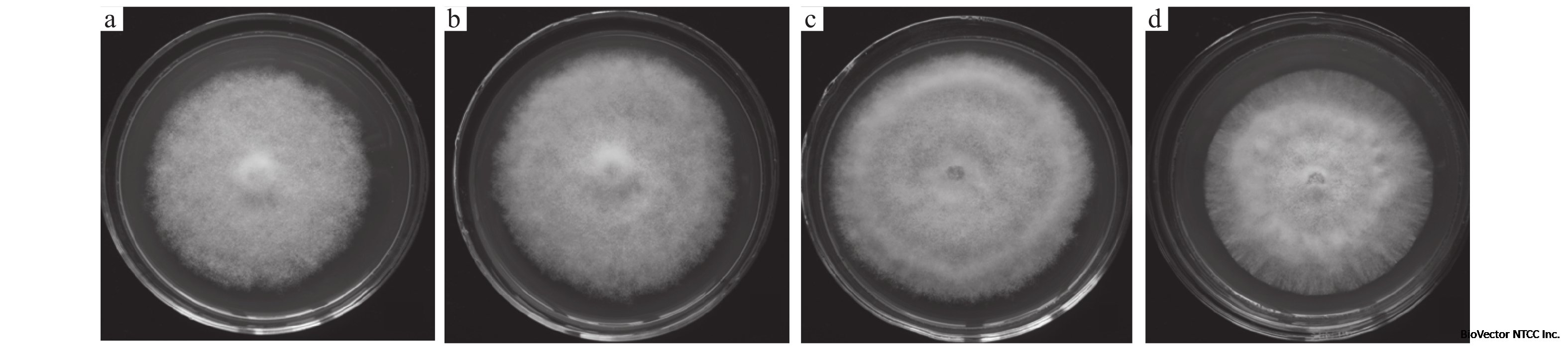 荔枝果皮多酚对荔枝霜疫霉生物学特性的影响