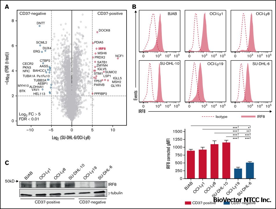 IRF8 is a transcriptional activator of CD37 expression in diffuse large B- cell lymphoma - ScienceDirect