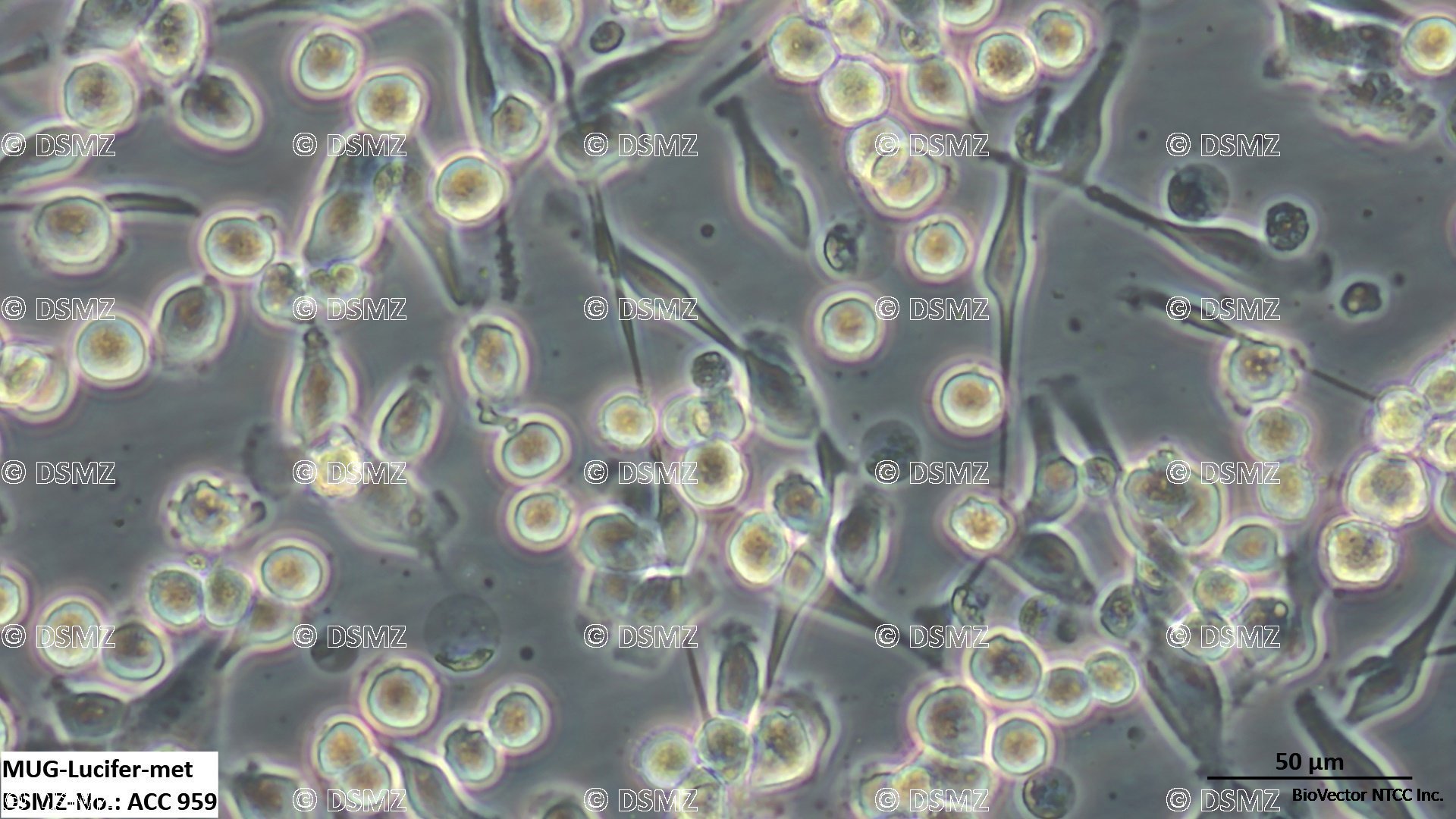 German Collection of Microorganisms and Cell Cultures GmbH:Welcome to the  Leibniz Institute DSMZ | MUG-Lucifer-met
