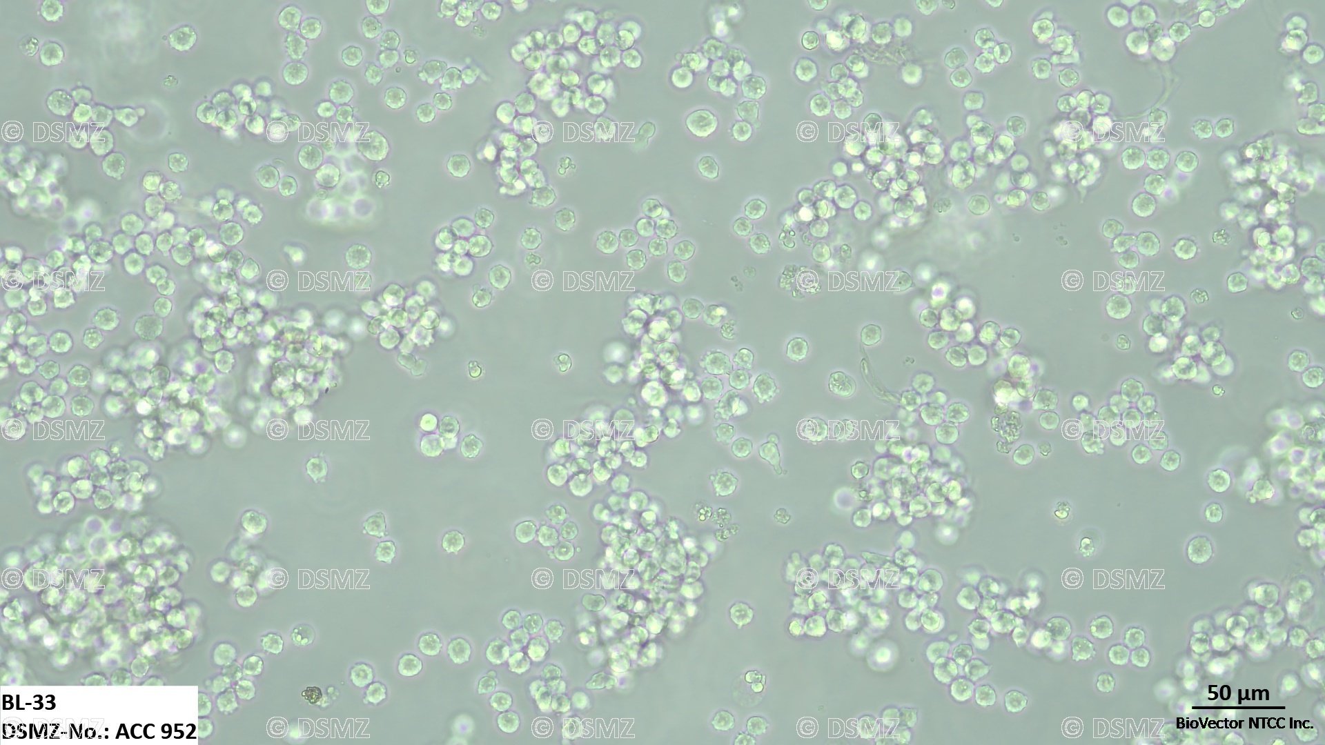 German Collection of Microorganisms and Cell Cultures GmbH:Welcome to the  Leibniz Institute DSMZ | BL-33