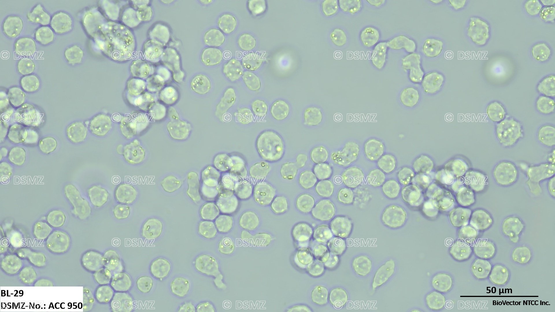 Details - Leibniz Institute DSMZ