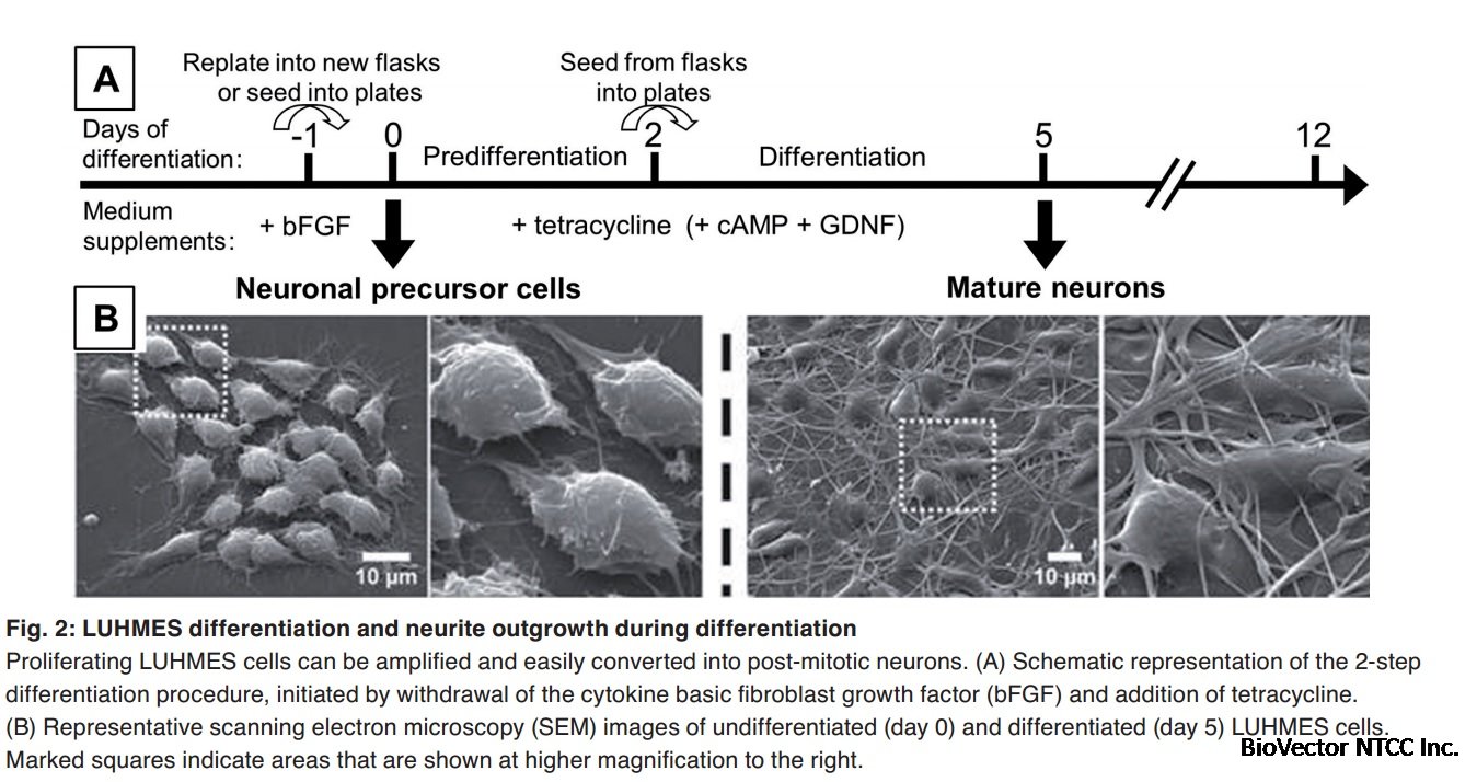 Immortalized Human Dopaminergic Neuronal Precursor Cells (LUHMES) | Applied  Biological Materials Inc.