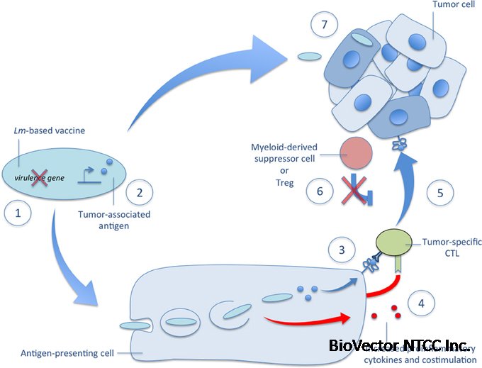 Frontiers | Attenuated Listeria monocytogenes:a powerful and versatile ...