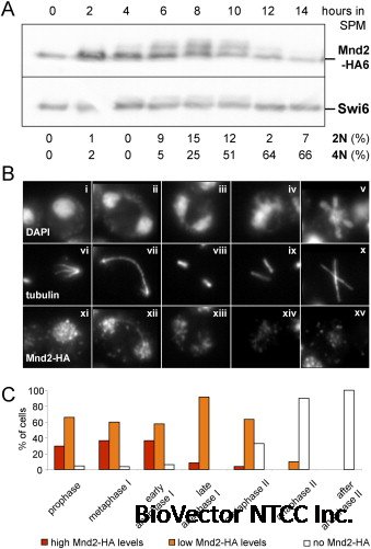 Mnd2, an Essential Antagonist of the Anaphase-Promoting Complex during Meiotic Prophase - ScienceDirect