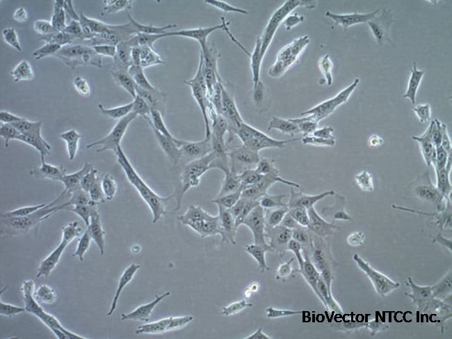 MilliporeSigma BLaER1 Human B-cell Precursor Leukemia Cell Line ≥ 1 x  10<sup>6</sup> cells/vial | Buy Online | MilliporeSigma™ | Fisher Scientific