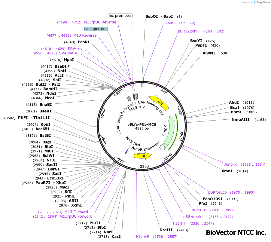 Addgene:pSLfa-PUb-MCS