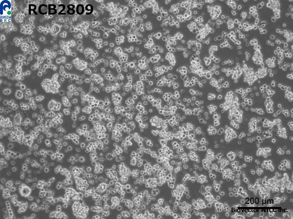 CELL SEARCH SYSTEM -CELL BANK- (RIKEN BRC) [RCB2809 :CH12F3-2A]