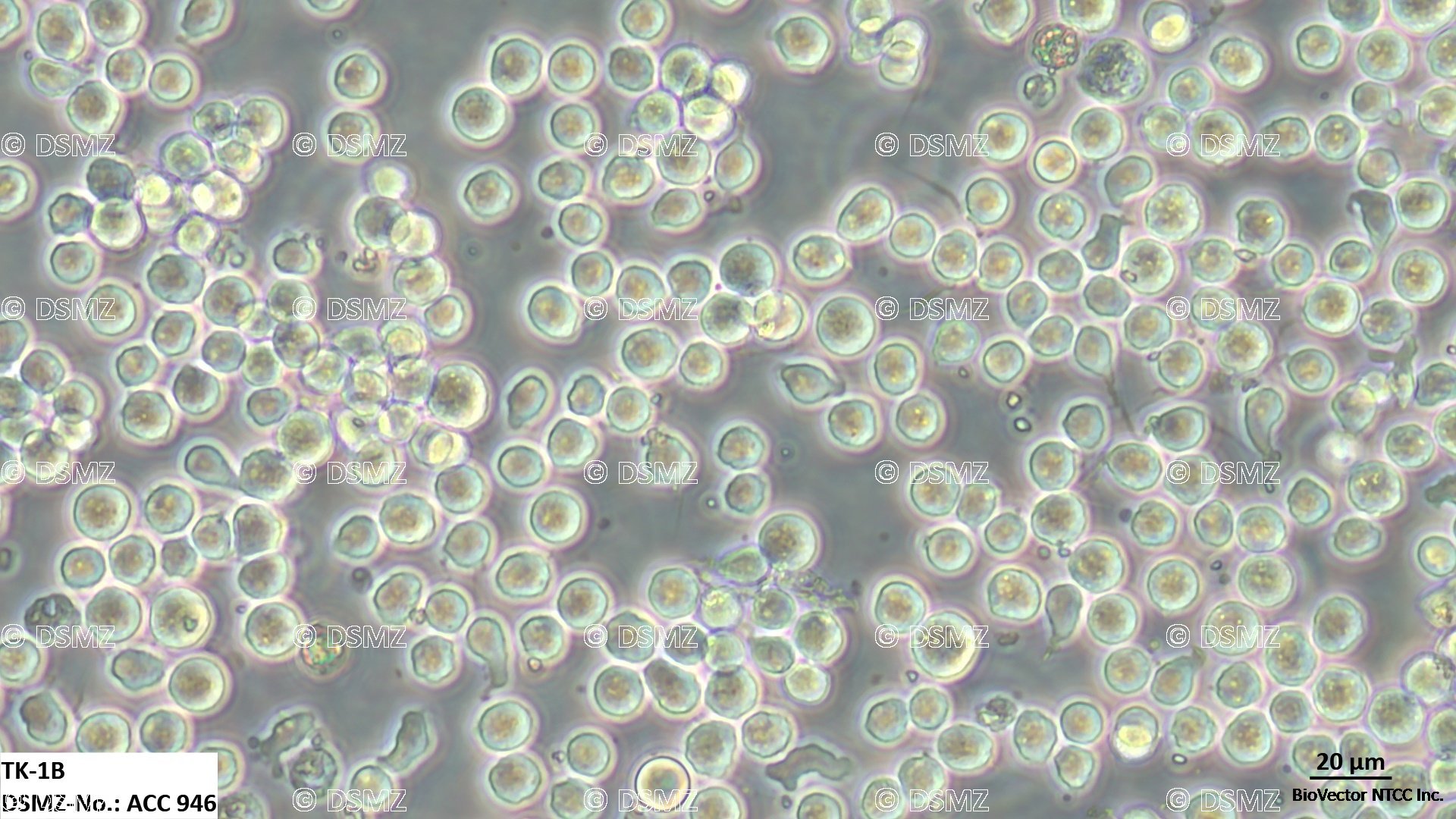German Collection of Microorganisms and Cell Cultures GmbH:Welcome to the  Leibniz Institute DSMZ | TK-1B