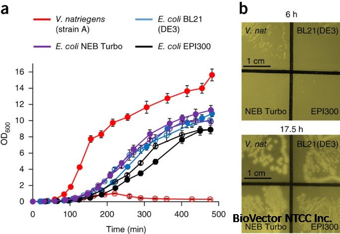 Vibrio natriegens as a fast-growing host for molecular biology | Nature  Methods