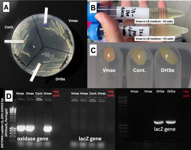 A rapid in-lab toolbox for the discrimination of Vibrio natriegens and  Escherichia coli cultures - ScienceDirect